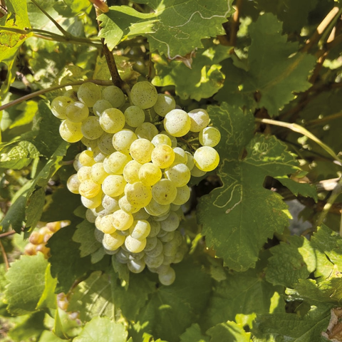 【サクラアワード2026　シルバー受賞】クワトロ エクストラ ドライ［ロゼ］