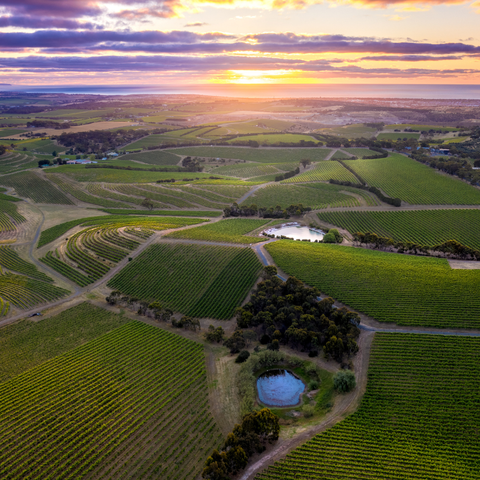 【サクラアワード2026　ゴールド受賞】チョークヒル ポエティカ モスカート［白］