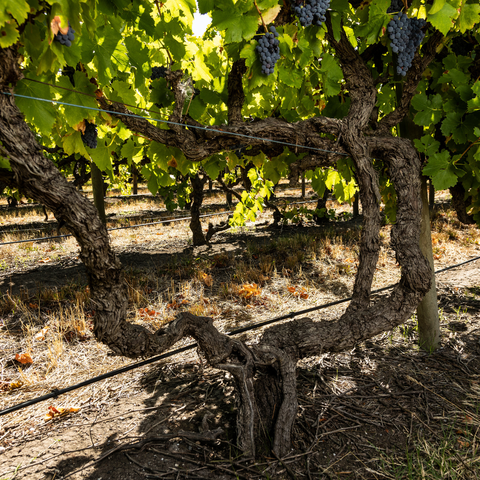 【サクラアワード2026　ゴールド受賞】チョークヒル ポエティカ モスカート［白］