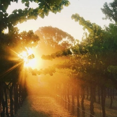 【サクラアワード2026　ゴールド受賞】カベルネソーヴィニヨン［赤］