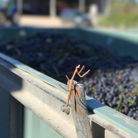 【サクラアワード2026　ゴールド受賞】メタラ ホワイトラベル シラーズ［赤］