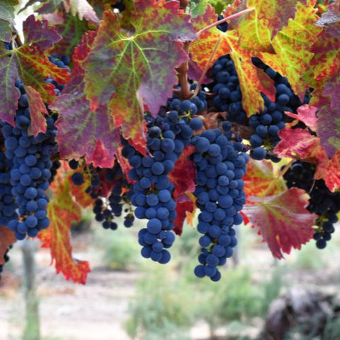 【サクラアワード2026　ゴールド受賞】メタラ ホワイトラベル カベルネソーヴィニョン［赤］