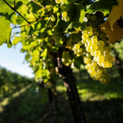 【サクラアワード2026　ゴールド受賞】トゥネッラ リボッラジャッラ［白］